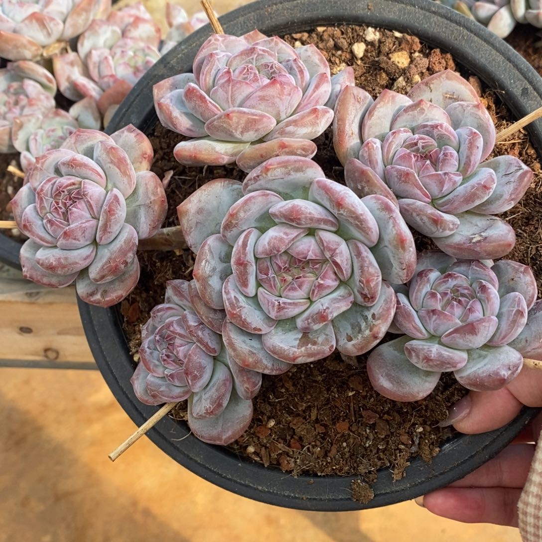 六头脸朝上绿底紫心 