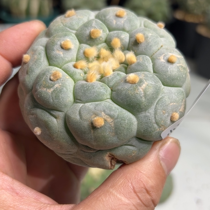 296 直接发货 无根 三月中旬可以上盆