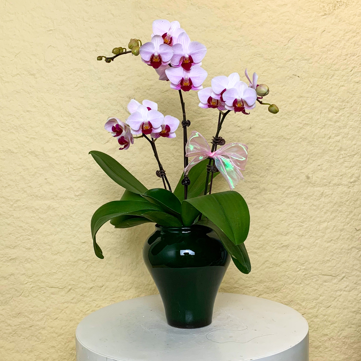 【貂蝉】名品鲜花蝴蝶兰 轻粉色系家居摆放高端花卉