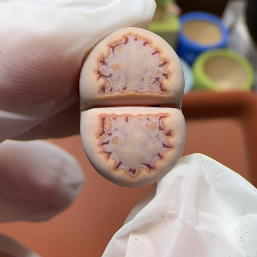 12.25.c216.9014圣诞福利