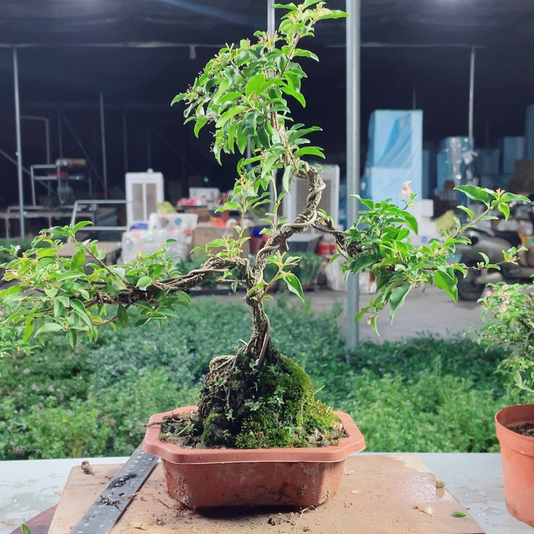 大部分花苞少量开放按图发