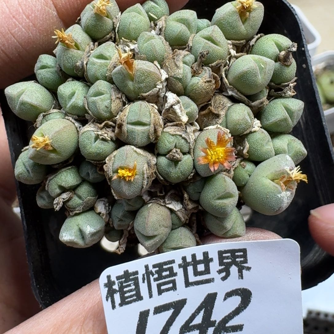 多肉W的润泽的动作gb