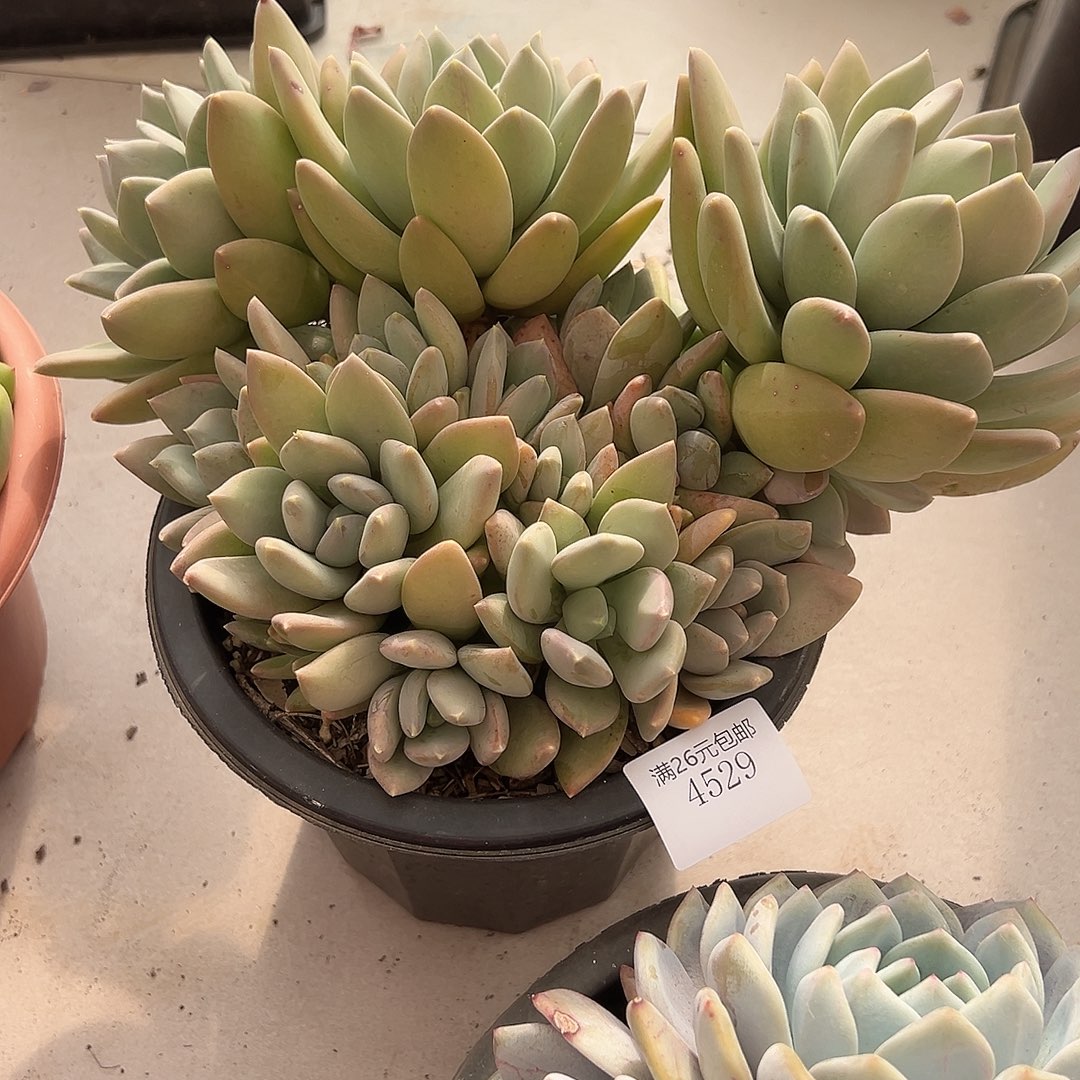 寒***琼4529海洋之心多肉植物多肉