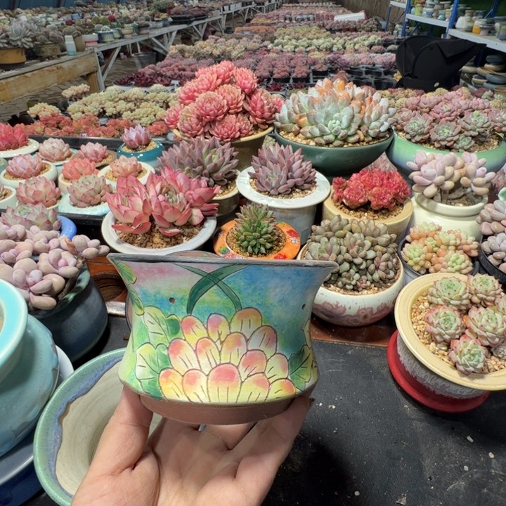特价花盆满50发货内口11