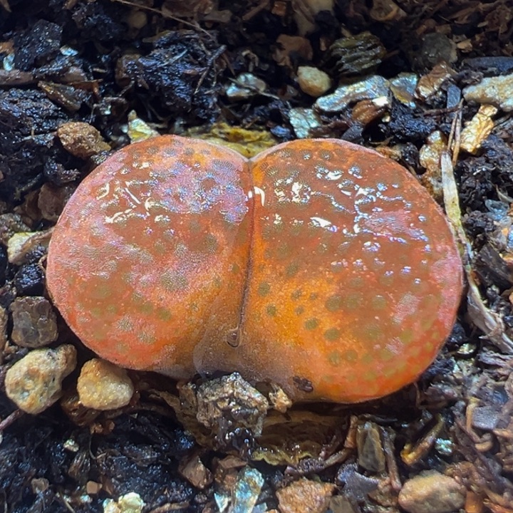 红宝石风铃多肉植物