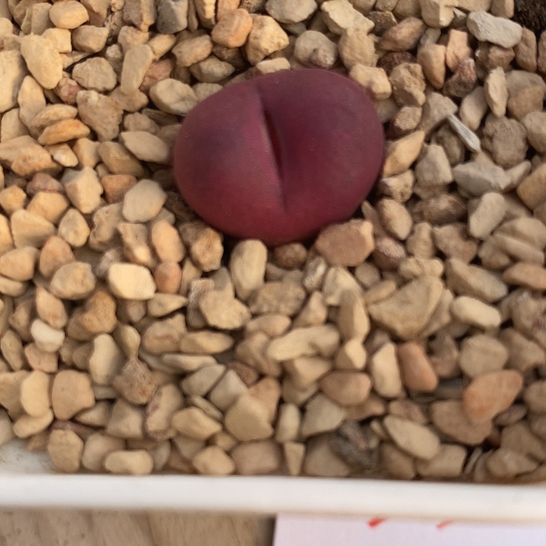 239吕氏优选一颗。      