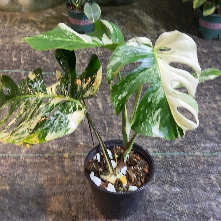 完全开放白锦龟背竹