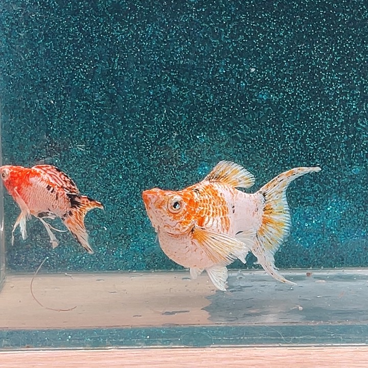 孔雀鱼三色玛丽鱼