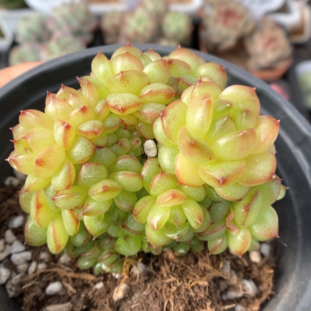 灯泡珍妮群生4109号