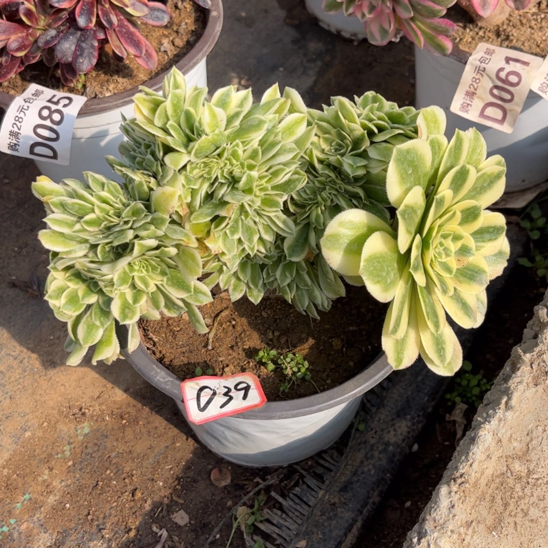 039多肉植物迈巴赫缀化