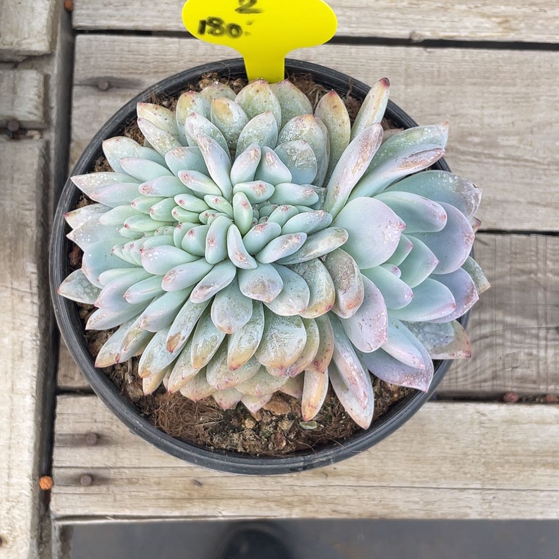 2号实生星影缀化。  