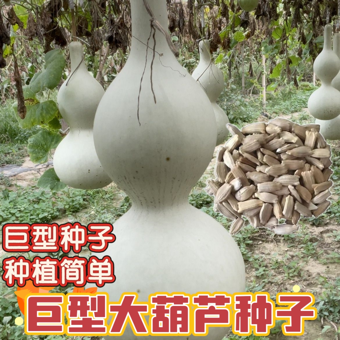 天然大八宝葫芦种植种子