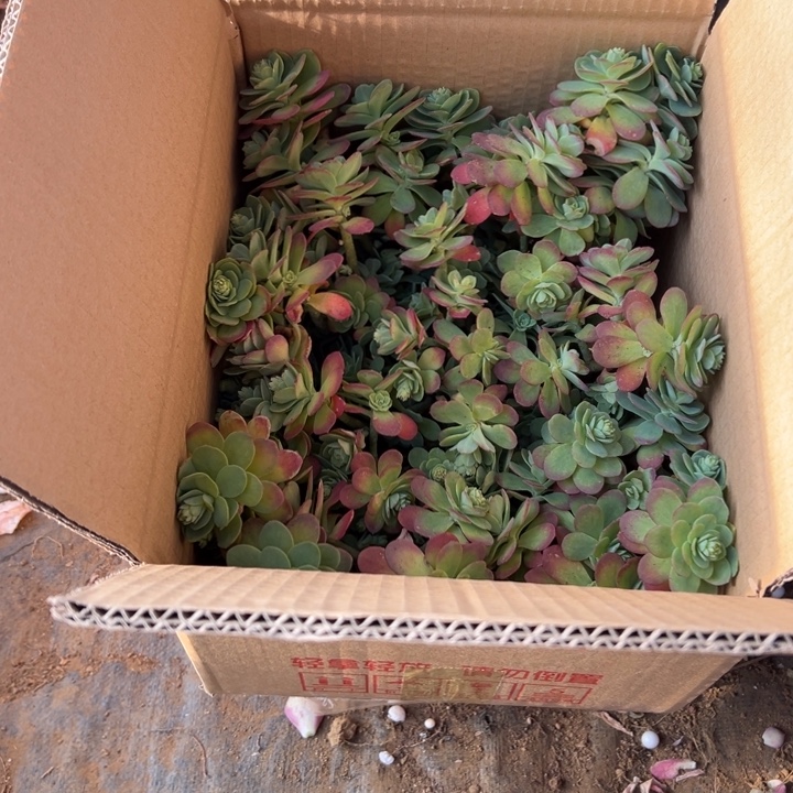 蜜***桃地栽薄化妆35公分（包邮不包损）