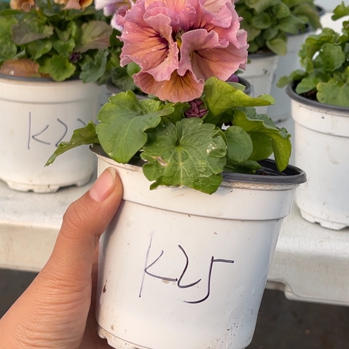 大部分花苞少量开放K25