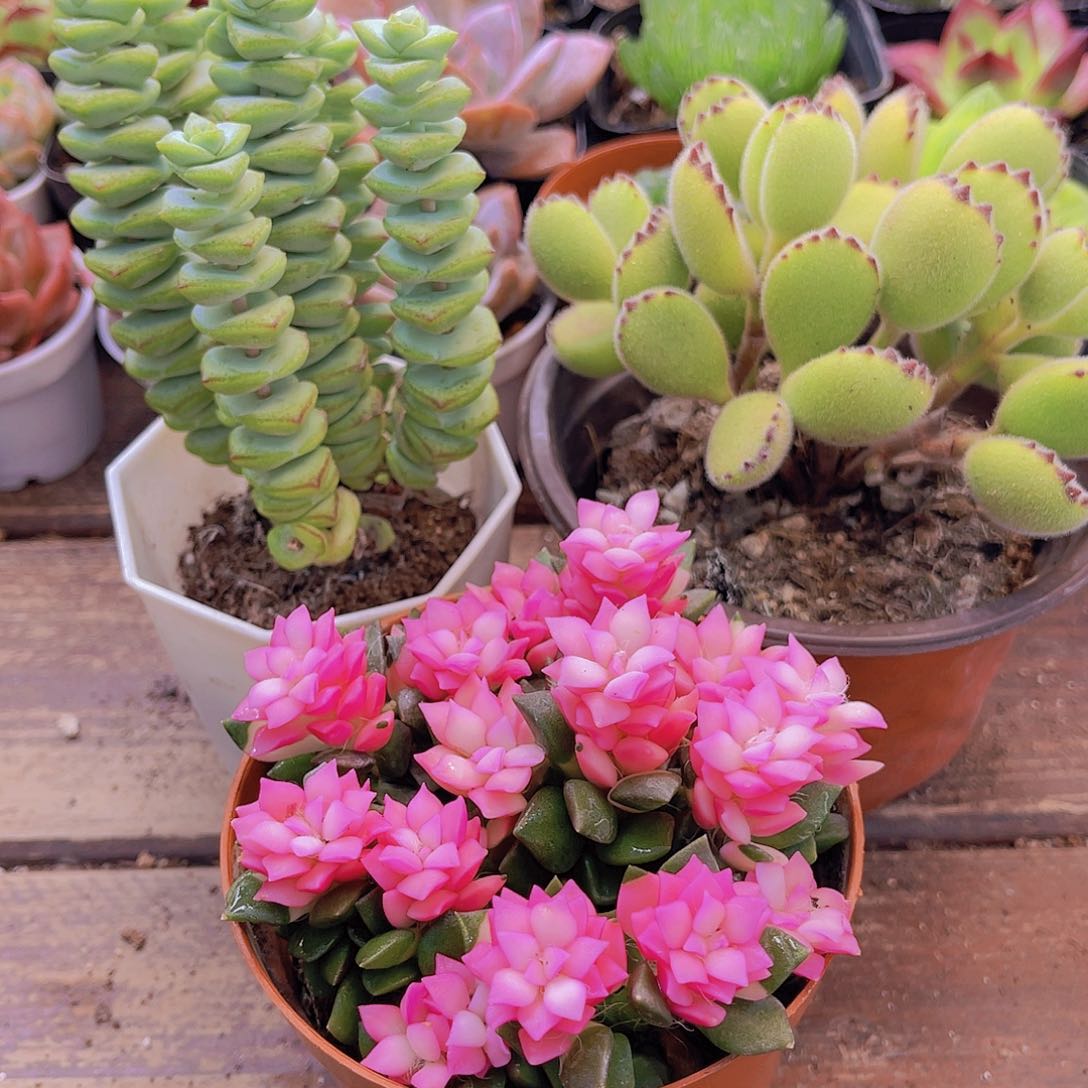 钱串群➕吹雪➕大熊福利套餐