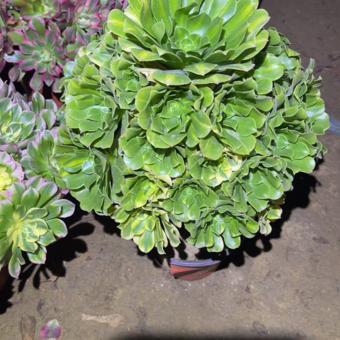 12-9-54五彩琉璃法师锦