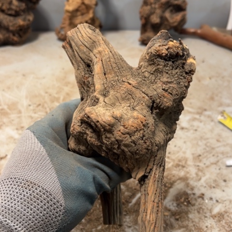 月***。大果紫檀（缅甸花梨）