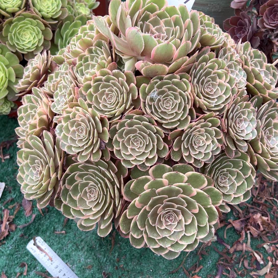 木***艺粉花妖法师多肉植物