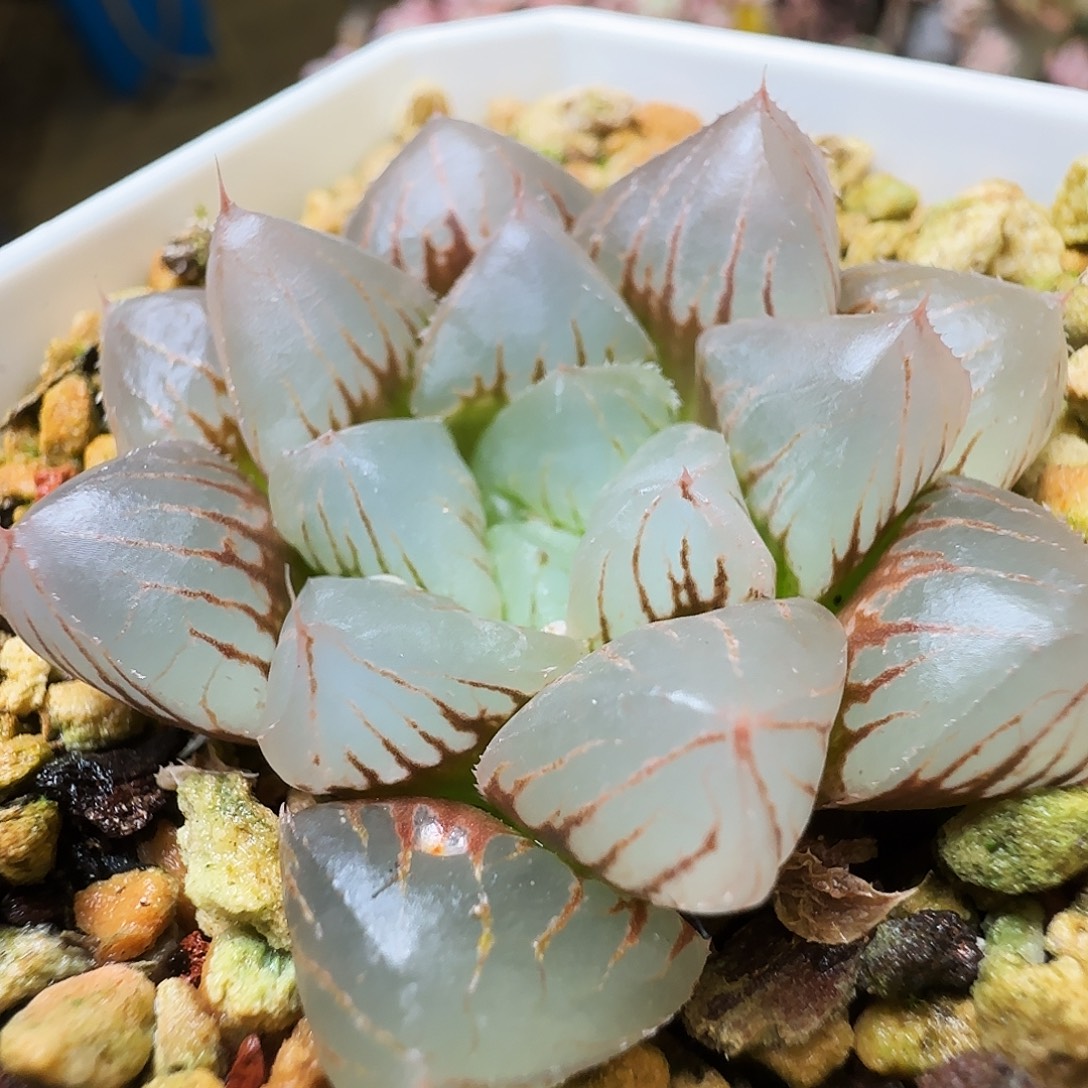 实生玉露，286，仙农出品