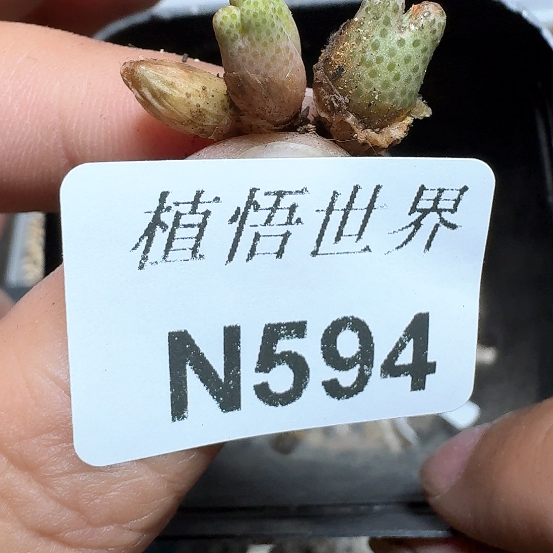 594号多肉植物哇f g