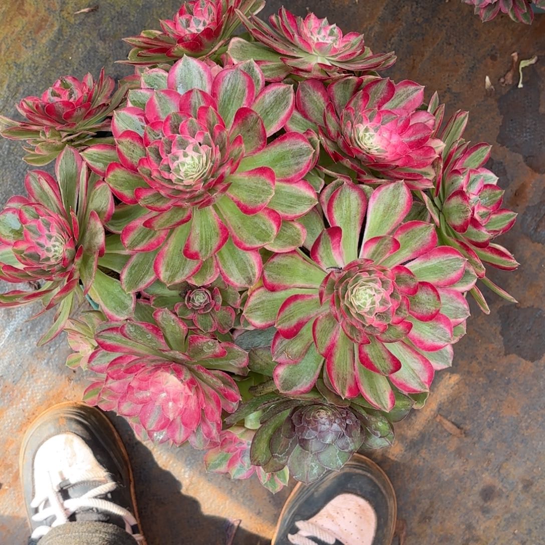云南多肉植物孔雀翎