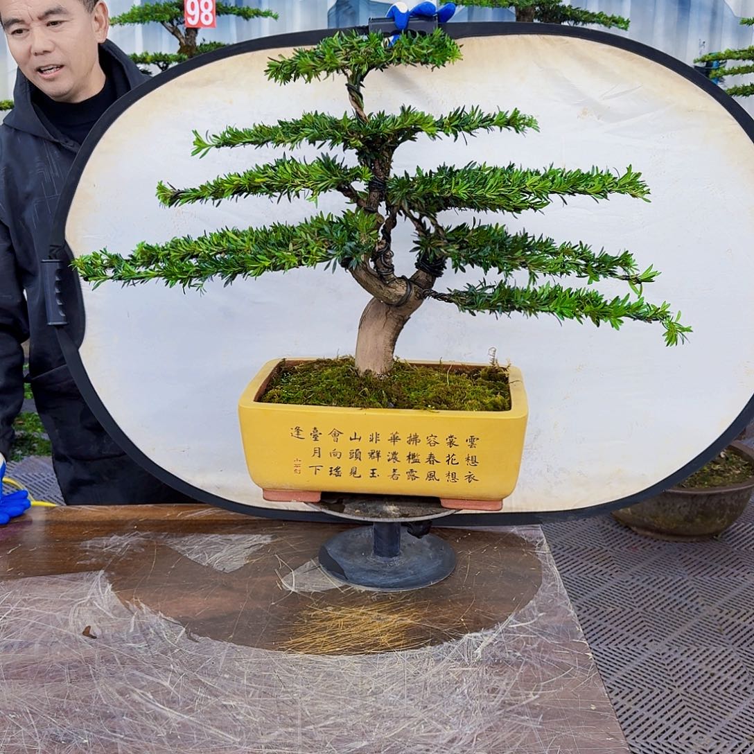 无花朵罗汉松一物一拍888