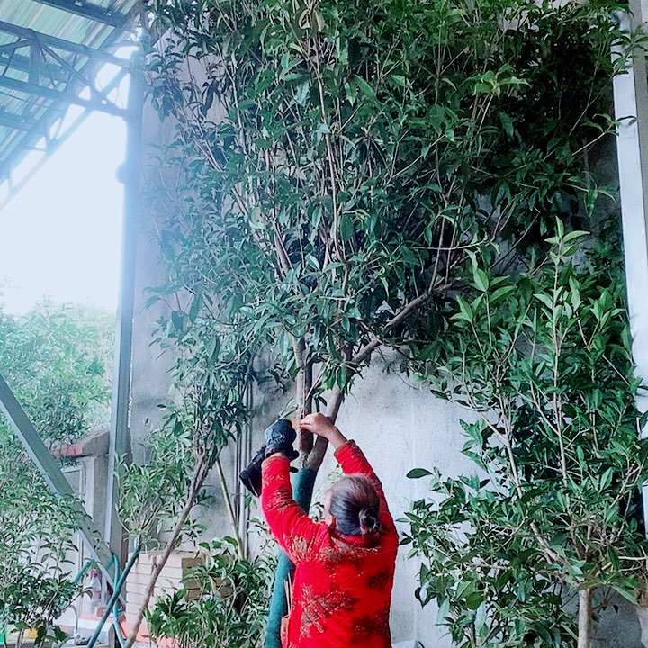 用***6完全开放8公分左右金桂