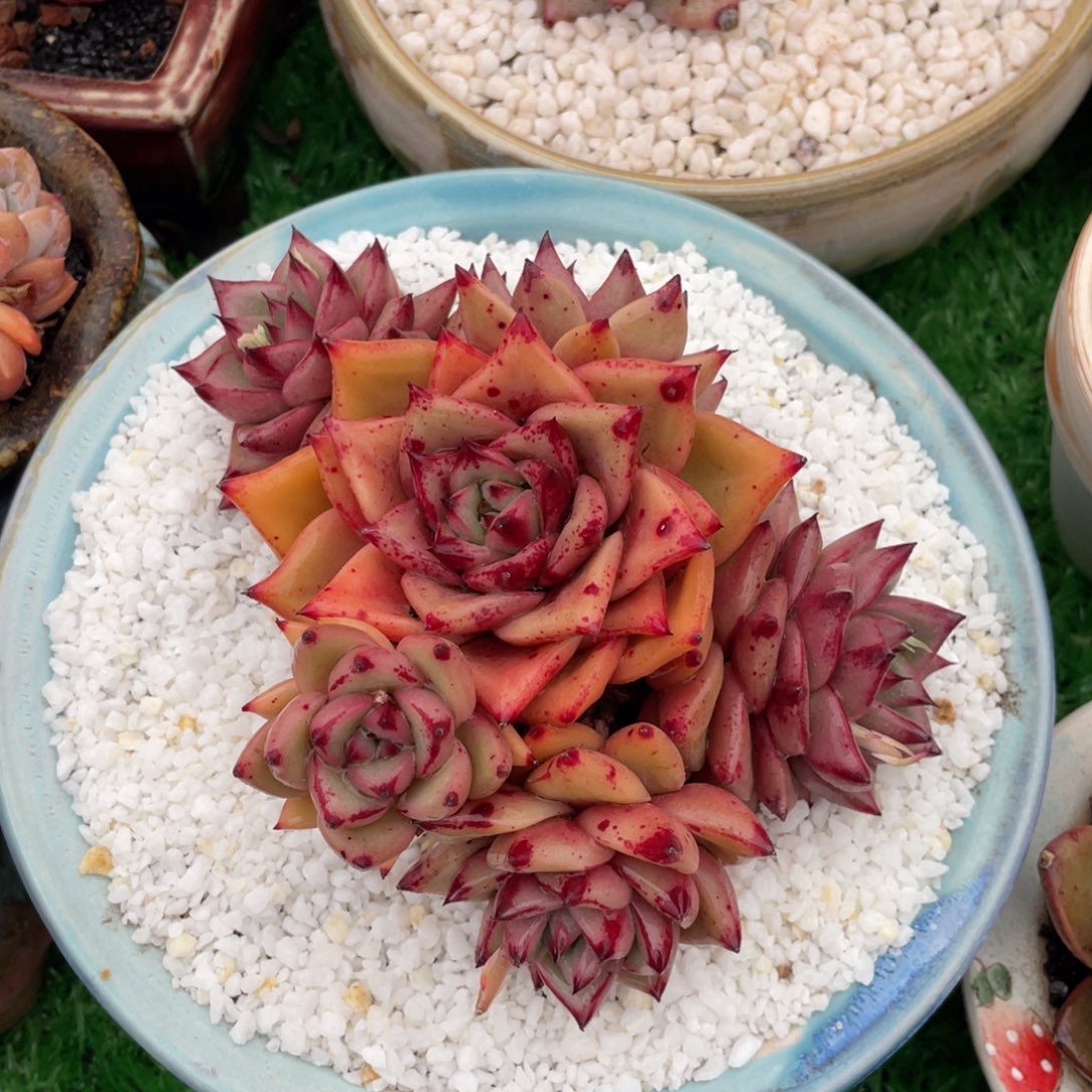 血罗多肉植物盆栽多肉