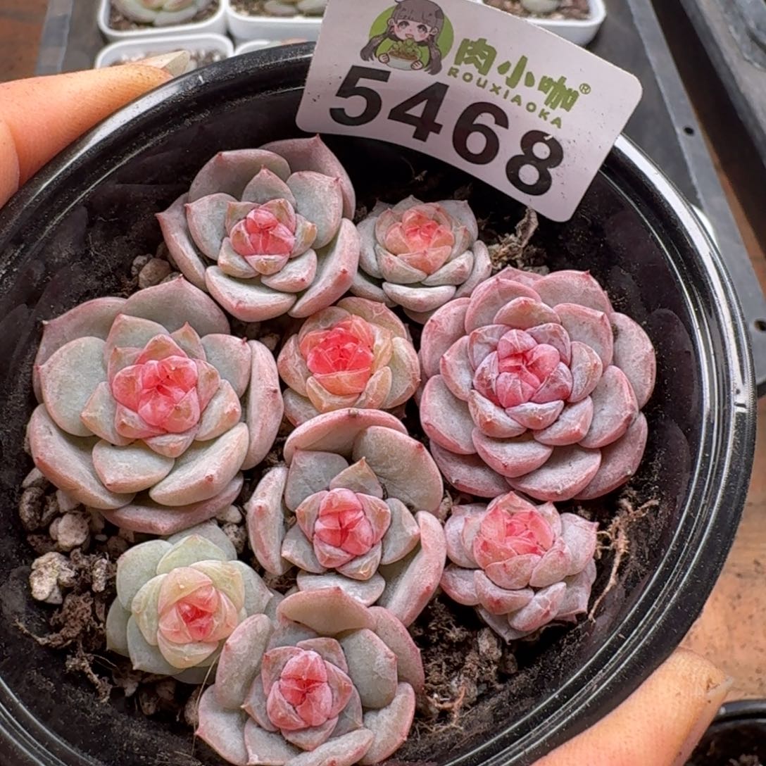 多肉植物多肉植物