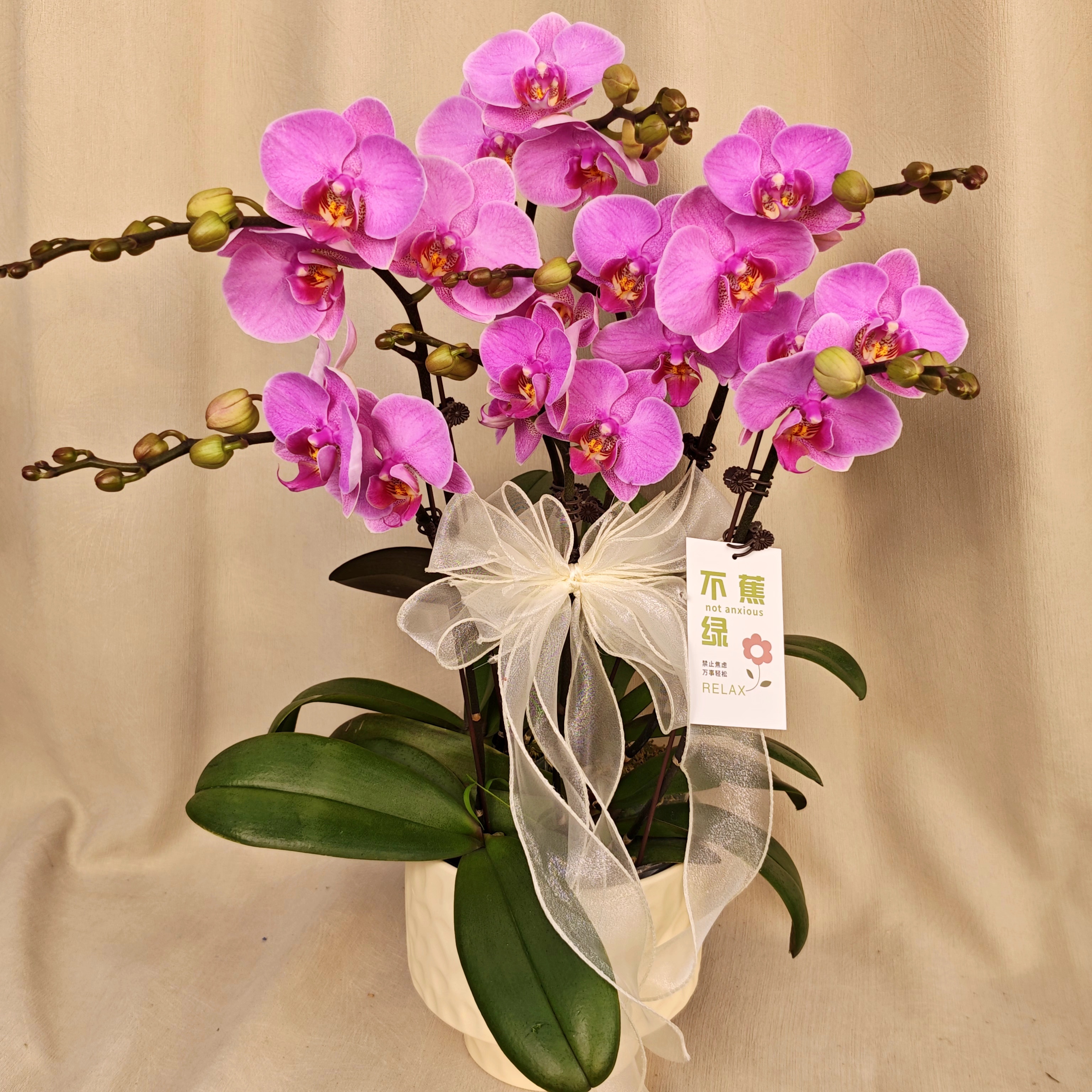 [十里桃花]蝴蝶欧品紫色色系 好养耐养 室内花卉