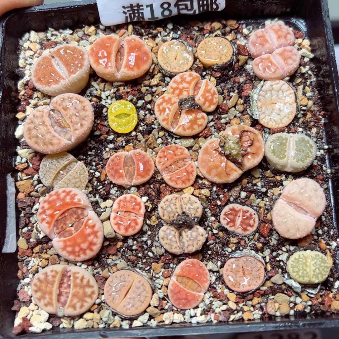 【闪购商品】 1268。    