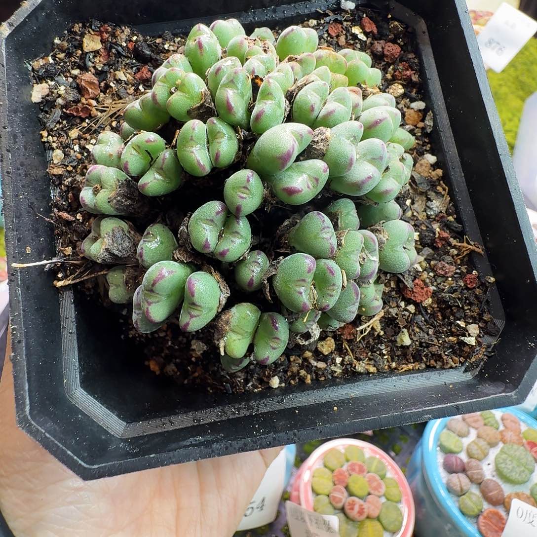 多肉植物福利冲884