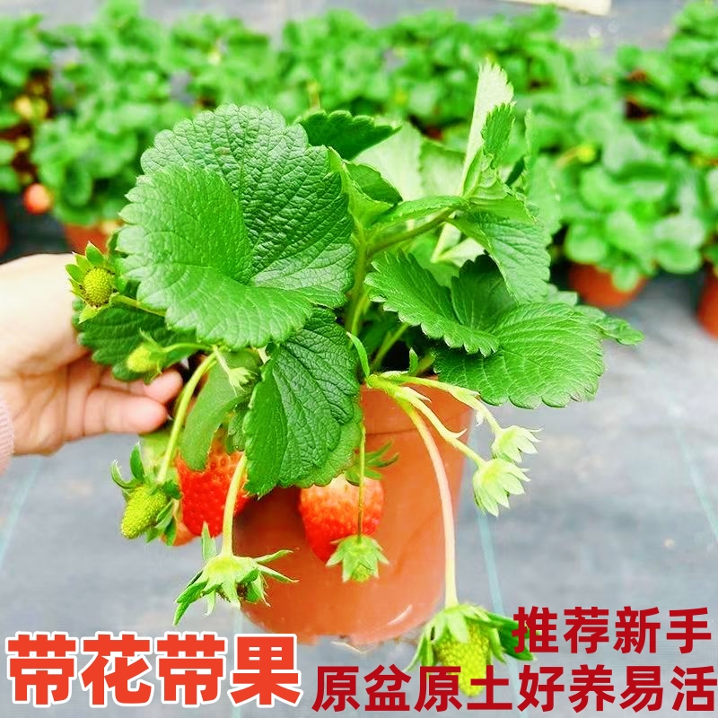 （带花带果）草莓盆栽四季可养南方北方种植易活