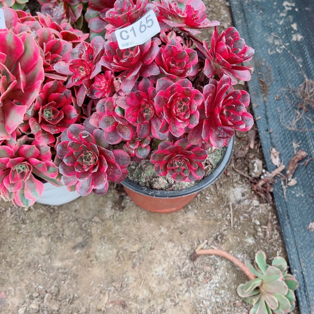 165纳福多肉植物法师多肉植物