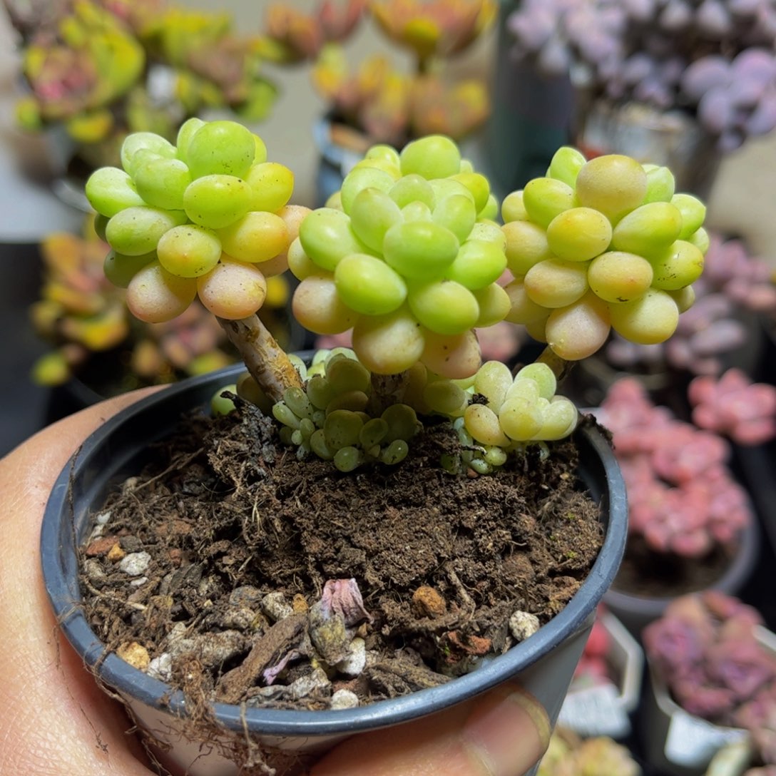 473洛可可9厘米多肉