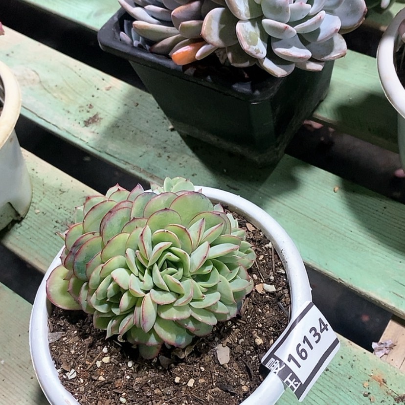 【闪购商品】牡丹亭缀16134