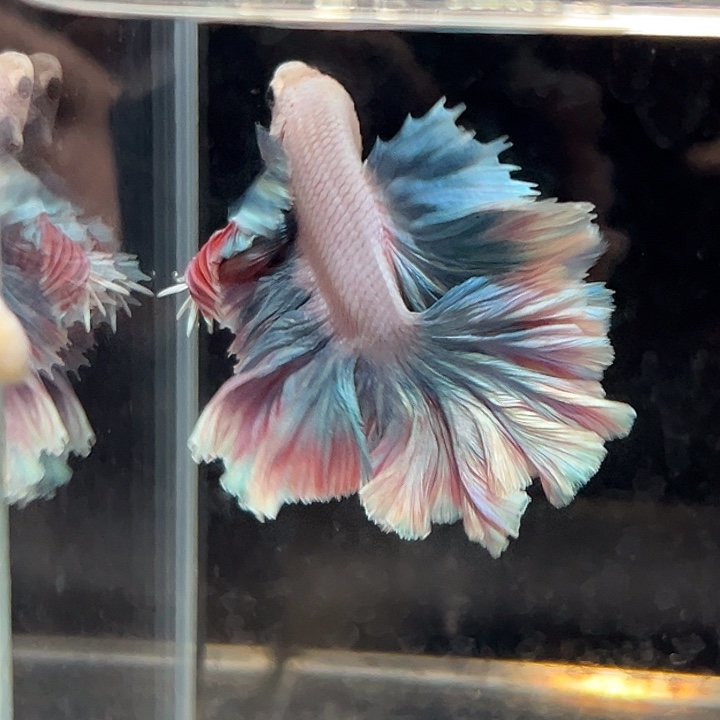 斗鱼15号超美的粉蓝色花瓣