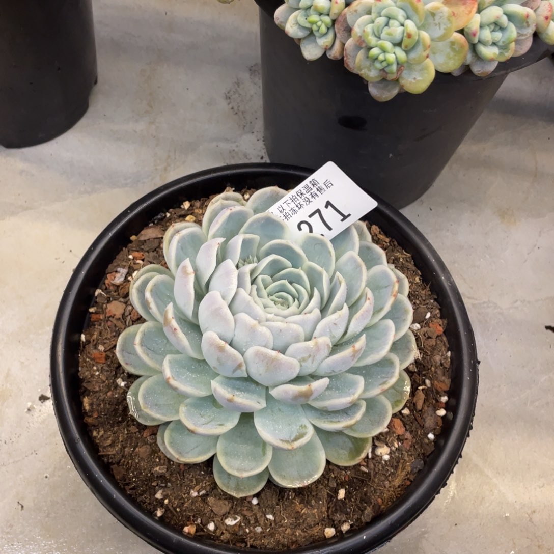 黑大帅多肉271蓝色惊喜