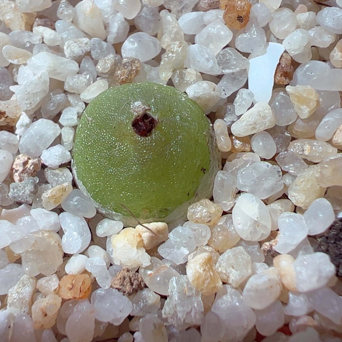 1224-522多肉多肉