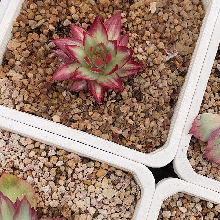 惊鸿仙子多肉植物88