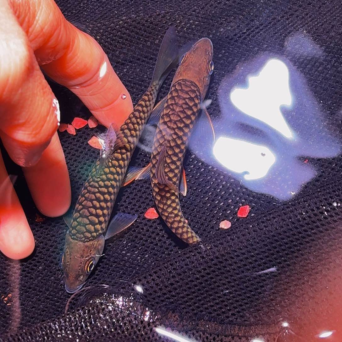 吉罗鱼马来西亚巴啦吉罗