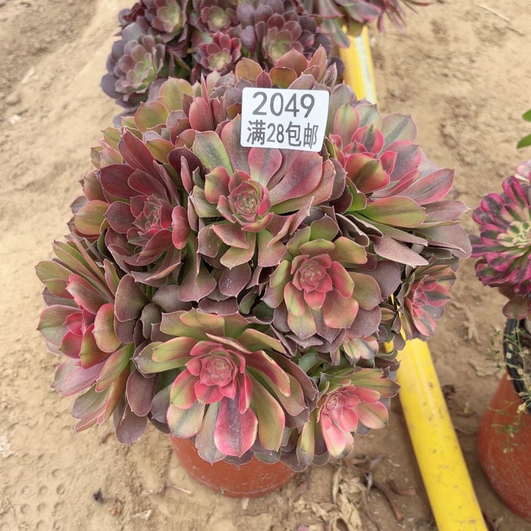 2049雅典娜多肉11111