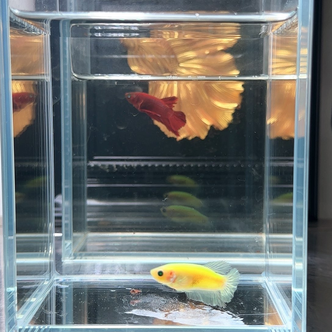 斗鱼活体观赏鱼好养耐活