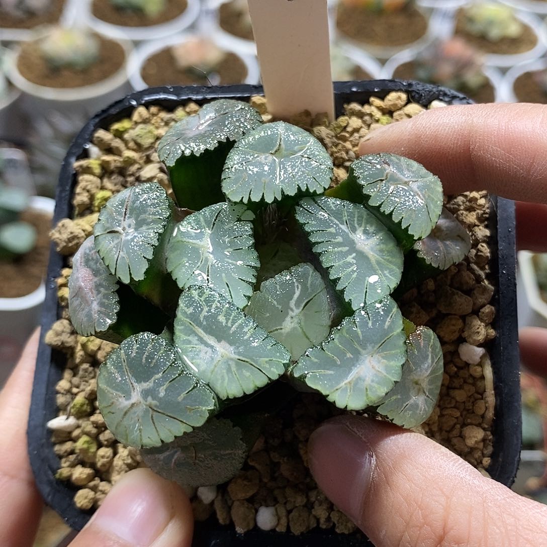 汇***暖212风之谷十二多肉