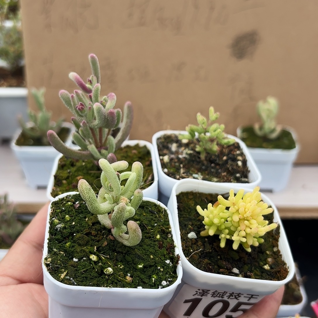 枝干番杏元旦福利套装