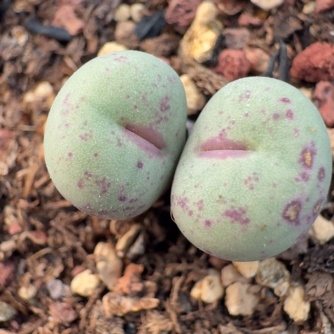 105双头嘴带盆土发货