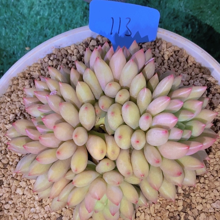 在家闲不住吗笑吐