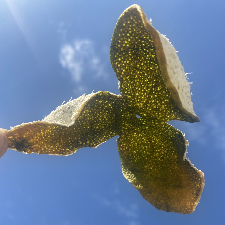 新会陈皮东甲二队大方冲 2025年11月22日 圈枝细种油身柑二红尾