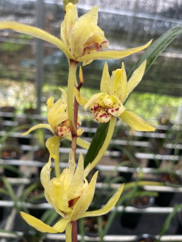 带花苞浓香型蕙兰室内阳台好养花卉盆栽