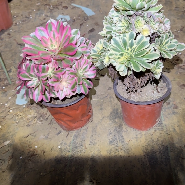 一单包邮不包侧枝118